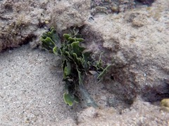 Mermaid's Fan green algae